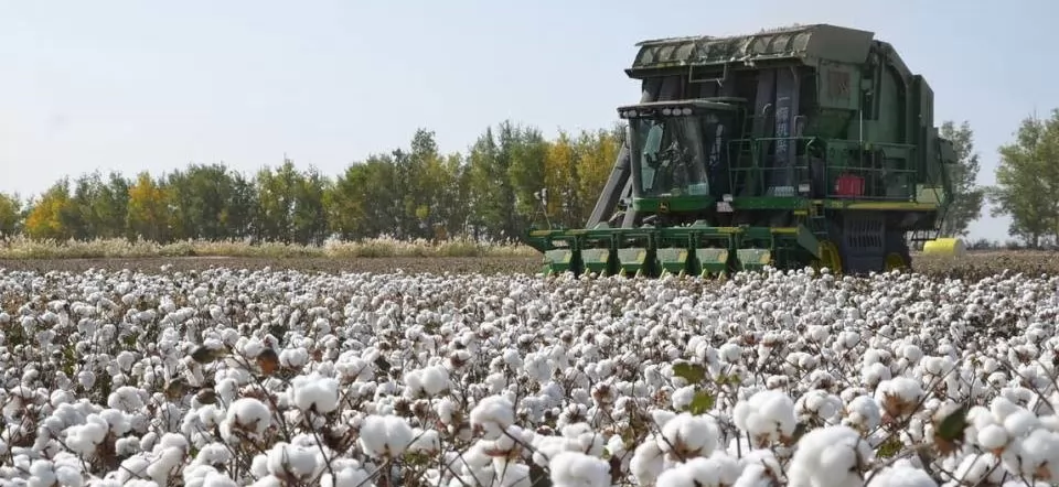 A GNSS-powered autopilot tractor in a cotton field in Xinjiang, equipped with CPDEVICE's cutting-edge technology.